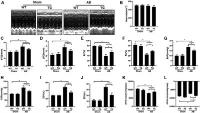 Knockout of AMPKα2 Blocked the Protection of Sestrin2 Overexpression Against Cardiac Hypertrophy Induced by Pressure Overload